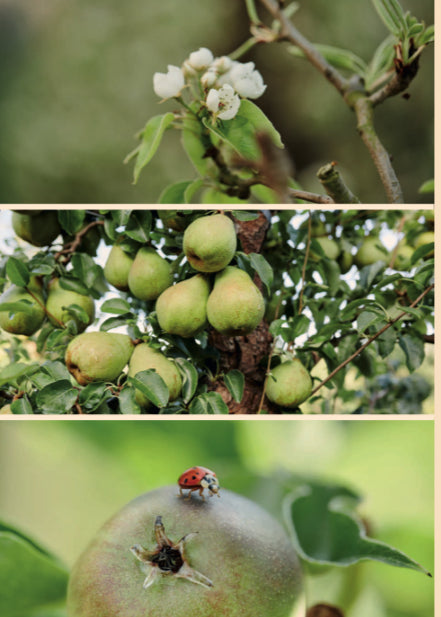 Schulp biologisch peren sap