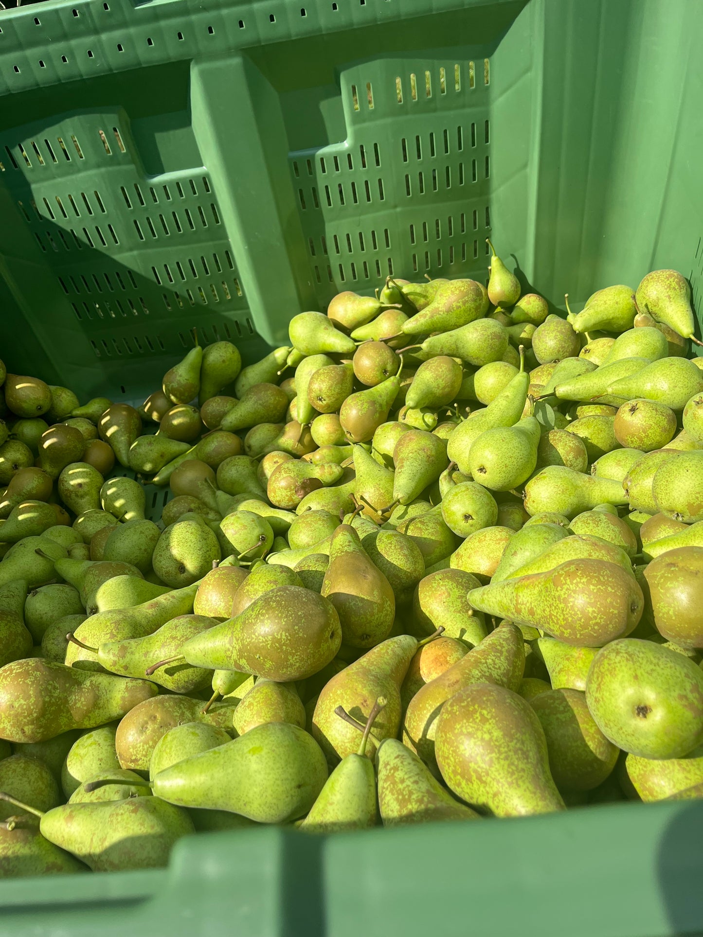 Schulp biologisch peren sap