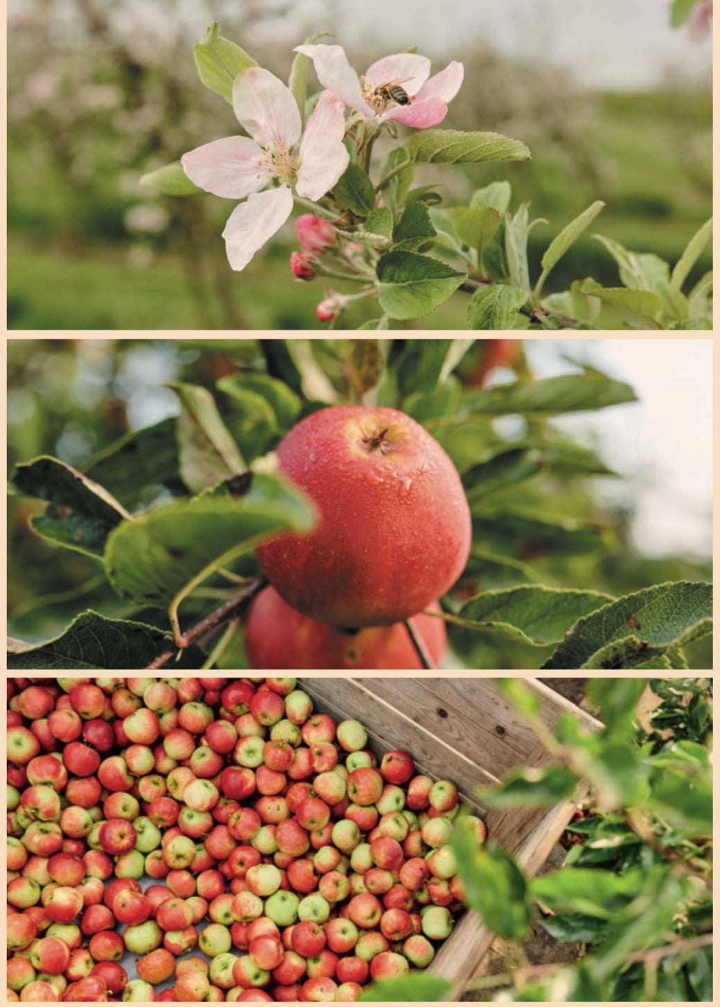 Schulp biologisch appelperen sap