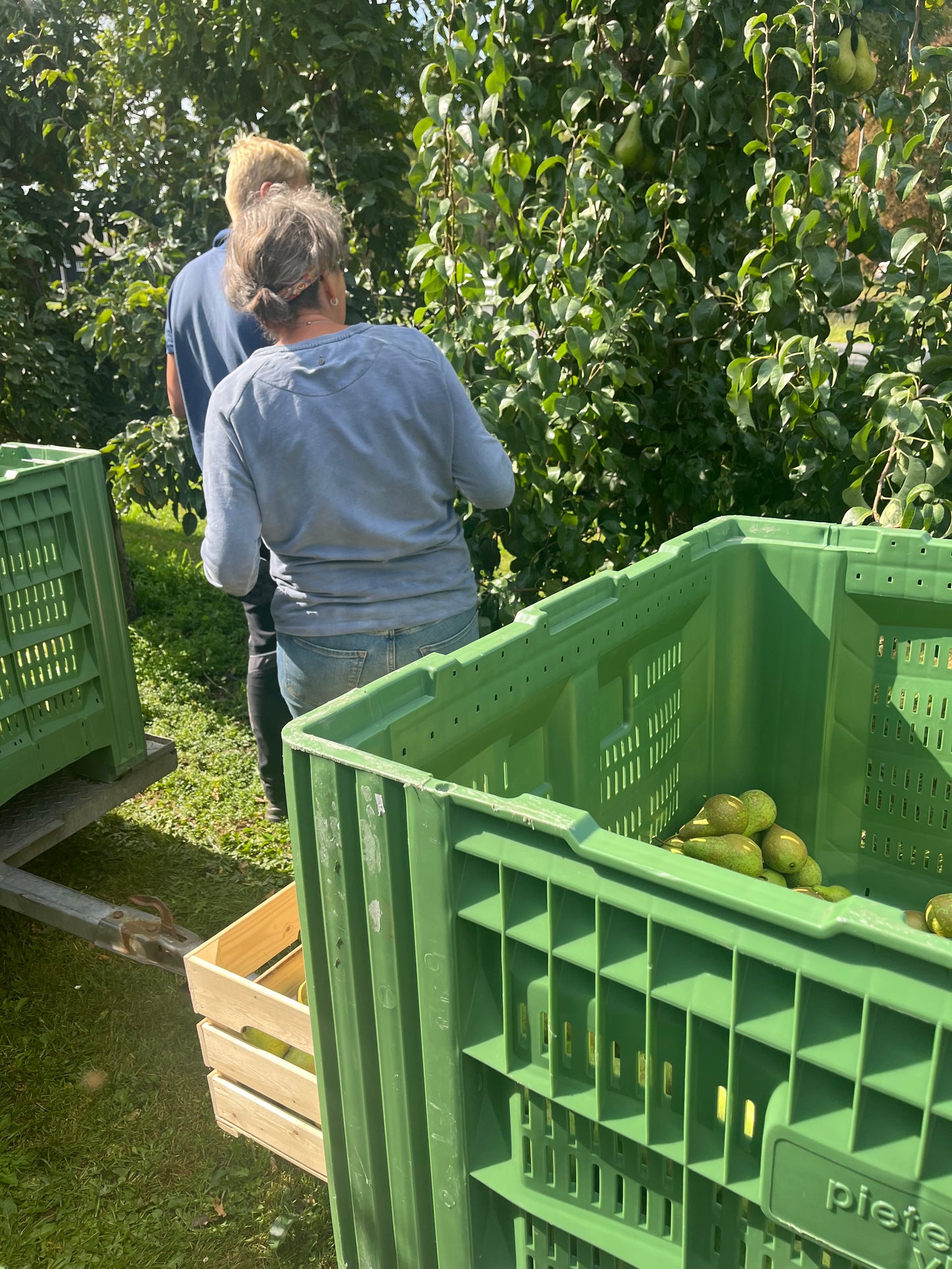 Schulp biologisch peren sap