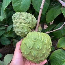 Bordallo Pinheiro annona bowl